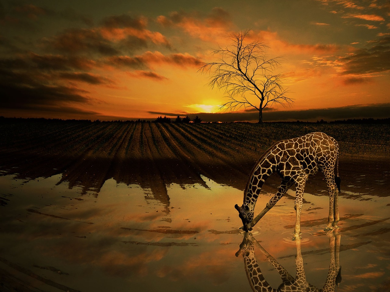 giraffe, water, tree