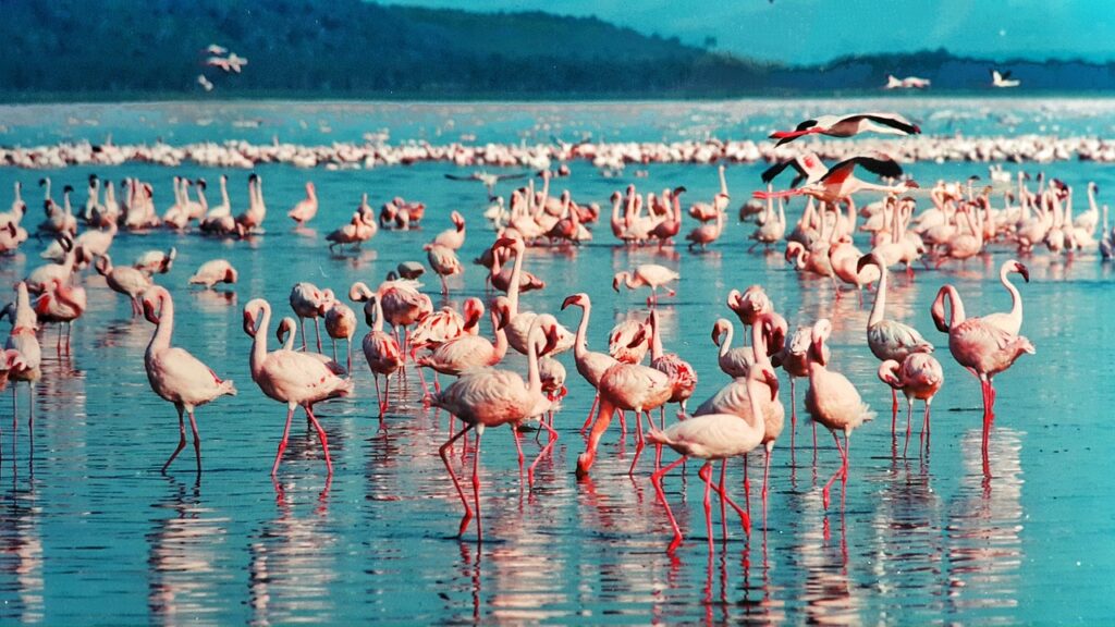 pink flamingo, lake nakuru, kenya