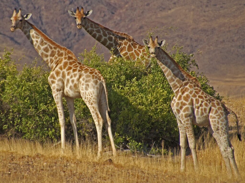 giraffes, namibia, safari-84187.jpg