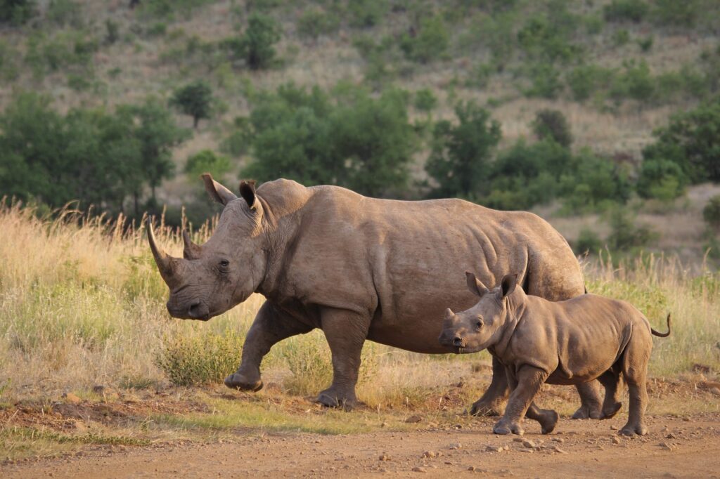 rhinoceros, rhinos, calf-4477306.jpg
