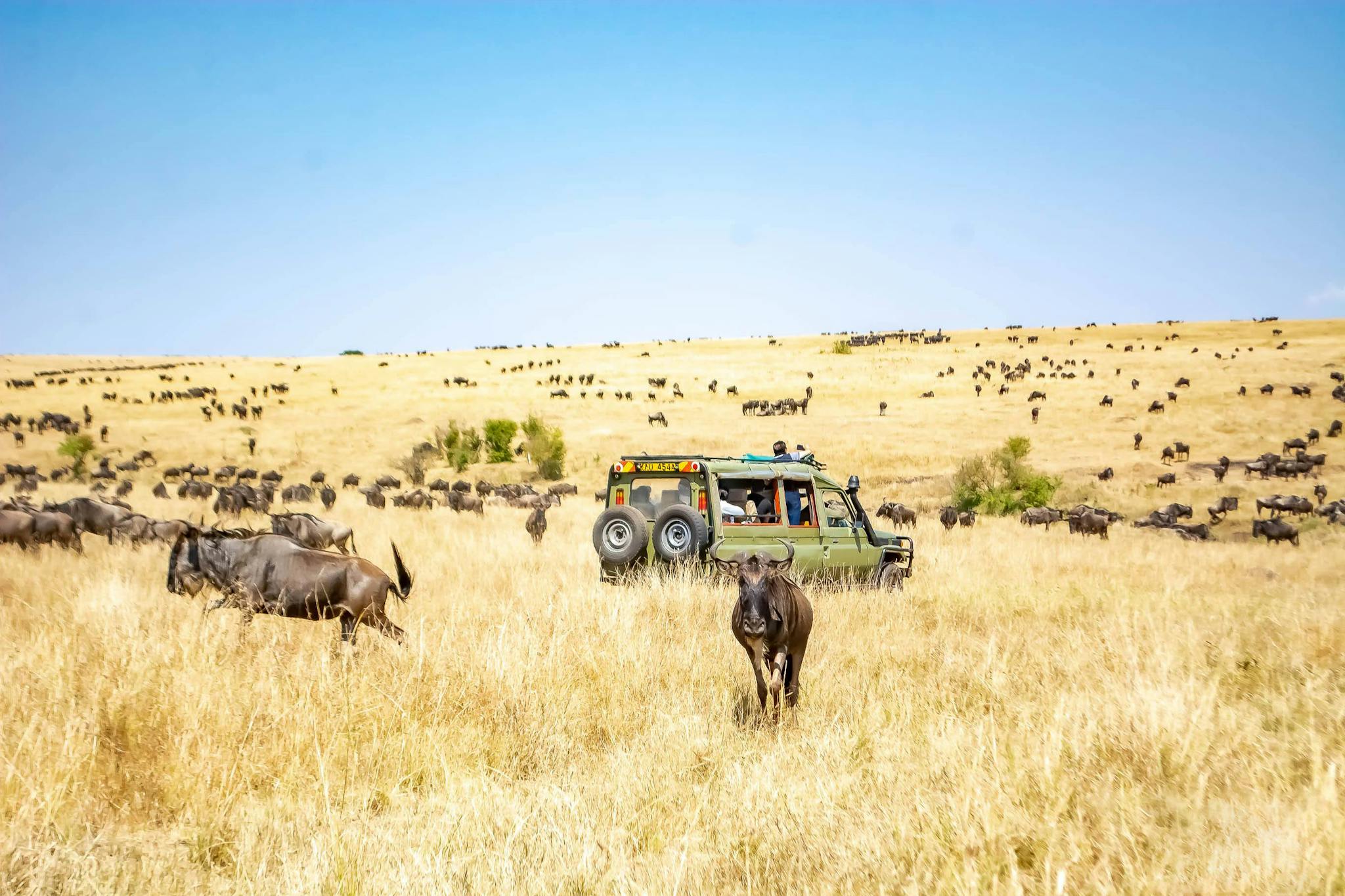 A safari jeep amidst the wildebeest migration in Maasai Mara, Kenya.